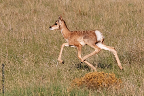 Pronghorn young running photo