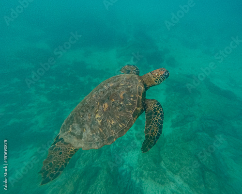 Sea Turtle swimming around in Galapagos Island.