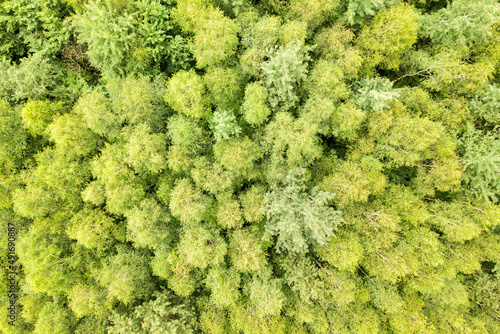 Top down aerial view of green summer forest with canopies of many fresh trees.