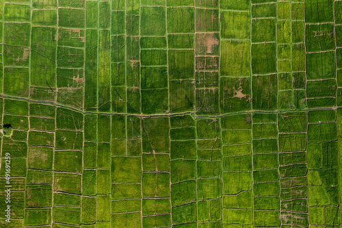 Aerial top down view of green rice paddy field pattern in Sigiriya, Sri Lanka. photo