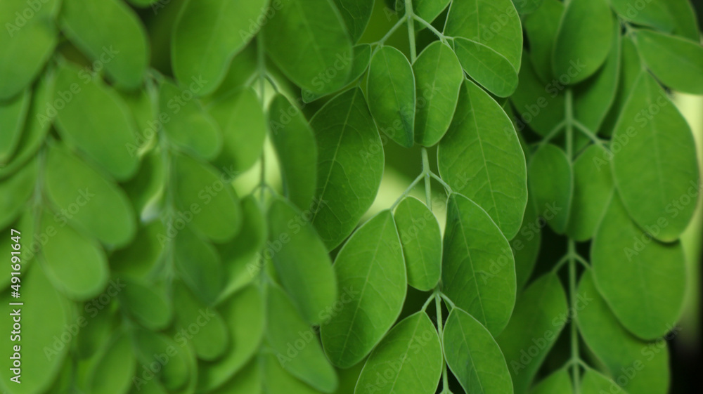 Naklejka premium Drumstick tree, Moringa Tree Image. Moringa has many important vitamins and minerals. Natural Green Moringa leaves in the Garden, green background. 