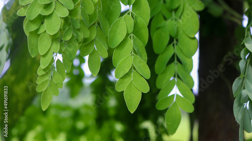Fresh Green Moringa leaves Medicinal Plant (Moringa oleifera Lamk.) Natural Moringa leaves Green Background.	 photo