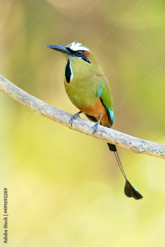 The turquoise-browed motmot (Eumomota superciliosa) also known as Torogoz, is a colourful, medium-sized bird of the motmot family The turquoise-browed motmot (Eumomota superciliosa) also known as Torogoz, is a colourful, medium-sized bird of the motmot family