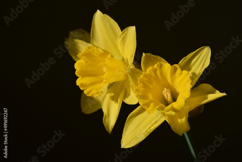 Yellow daffodil on black background