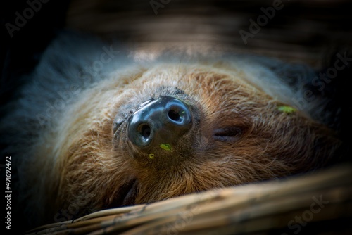 Linnaeus's two-toed sloth photo