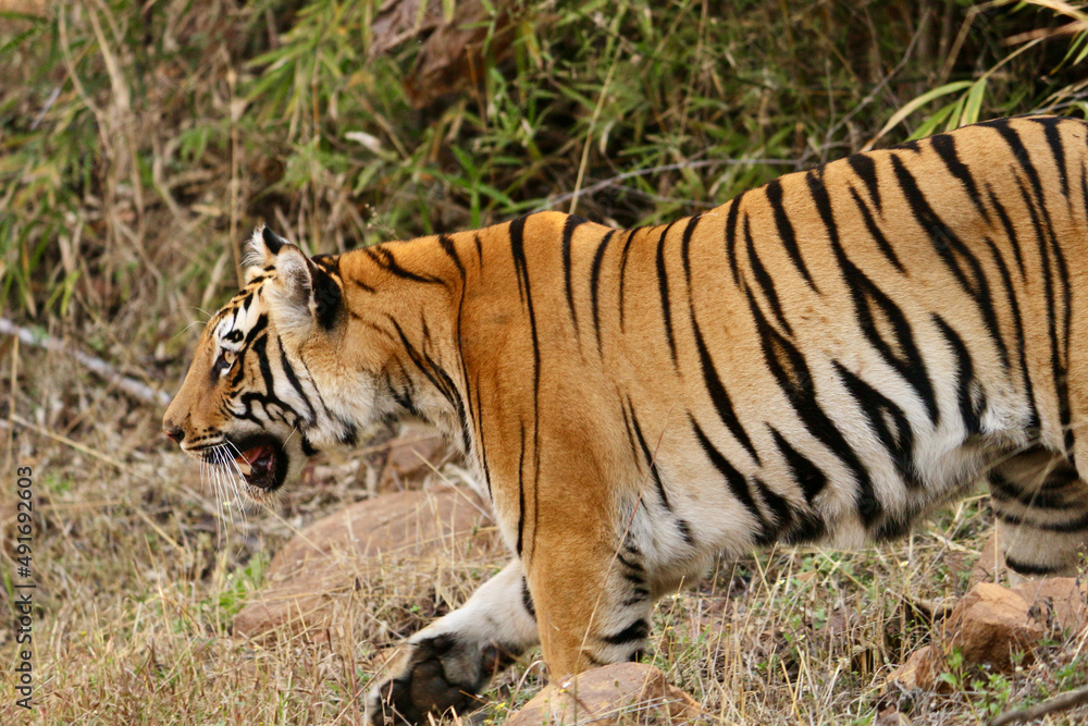 Obraz premium tiger in the grass