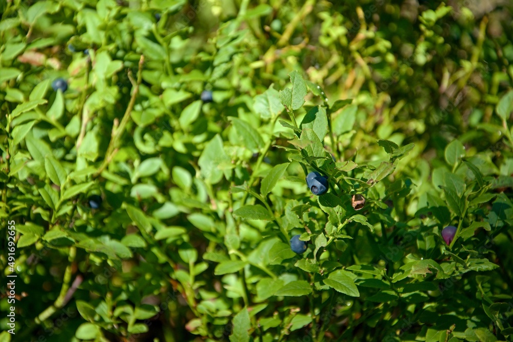 Blueberries on a bush Blueberries on a bush