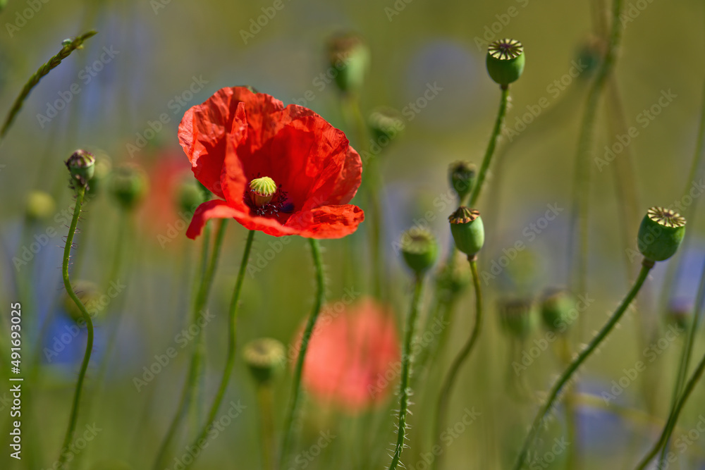 Obraz premium Mohnblume - Mohnblüte