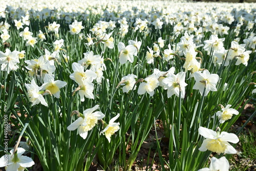 Prairie de narcisses blancs au printemps