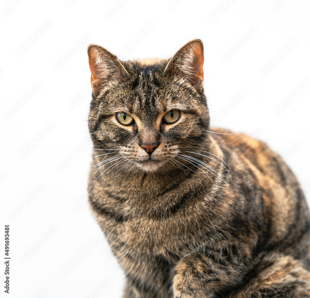 Large Portrait of a beautiful Tabby Cat with a pretty coat and striking ...