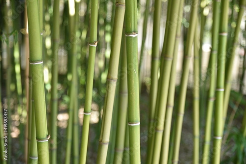 Bambous verts