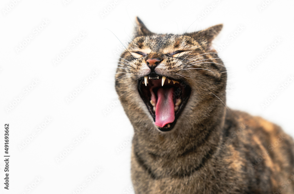 Large closeup of a Tabby Cat letting out a big yawn showing its canine teeth against a white background Large closeup of a Tabby Cat letting out a big yawn showing its canine teeth against a white background