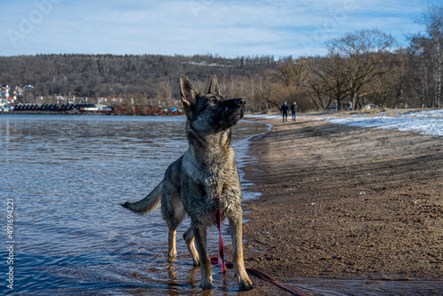 A young happy German Shepherd plays on a beach. Sable colored working line breed