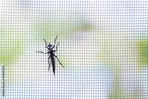 A large black insect sits on a mosquito net. Protection of houses and apartments from beetles, insects and flies in the warm season.