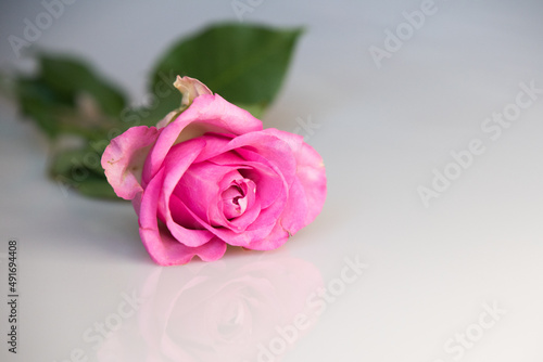 Beautiful fresh pink rose  rosebud isolated on white background