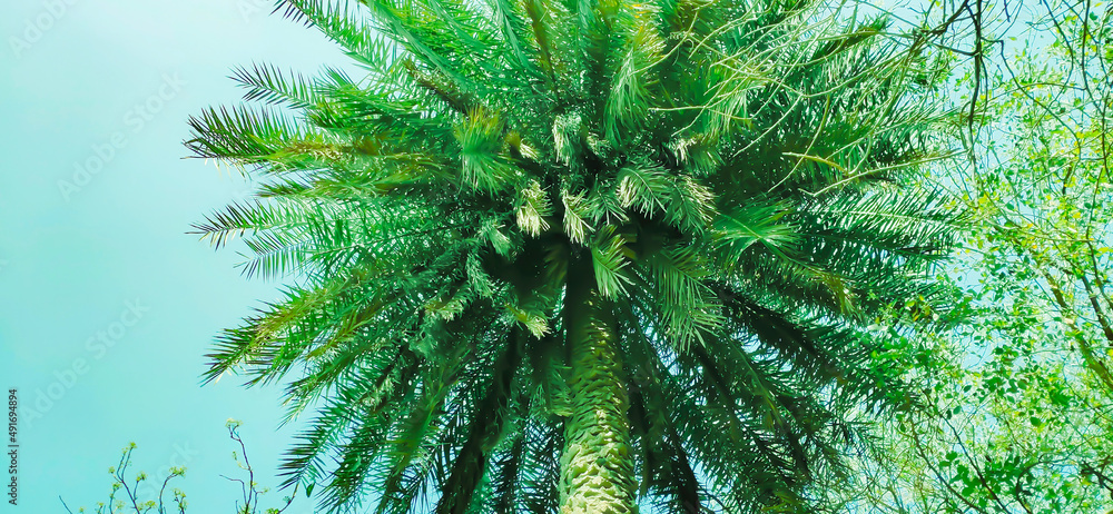 Obraz premium Palm Tree With Blue Sky Background.