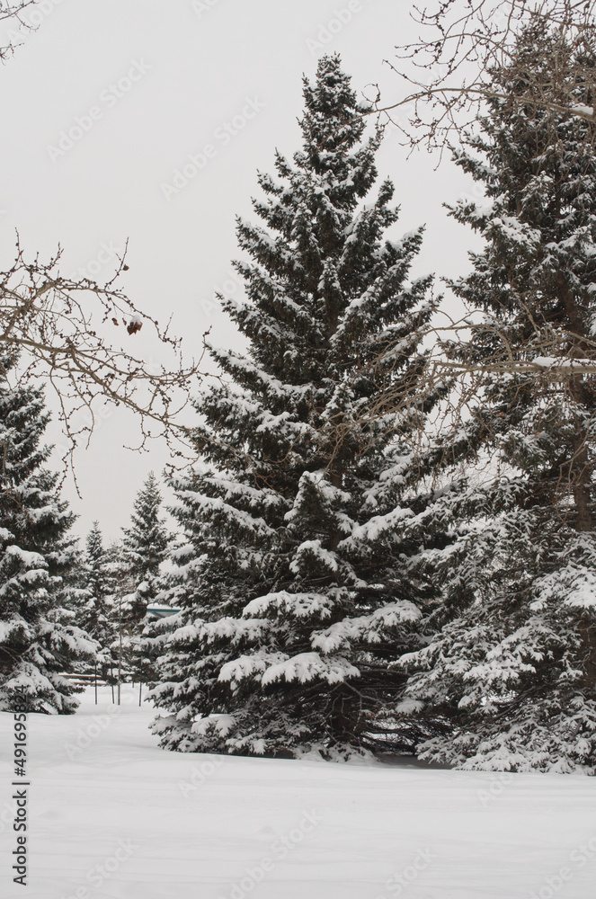 Snow-covered Trees in a Park