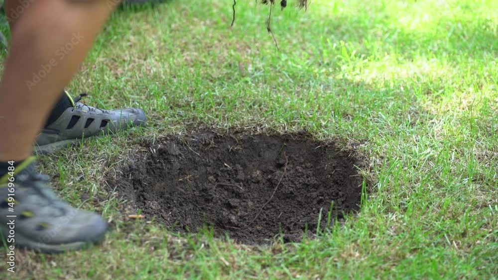 Close-up of a young man planting an oak tree while working in the garden. The concept of preserving peace, nature, environment and ecology. High quality FullHD footage Close-up of a young man planting an oak tree while working in the garden. The concept of preserving peace, nature, environment and ecology. High quality FullHD footage