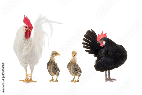 Chicken and roosters little chicks isolated on white background