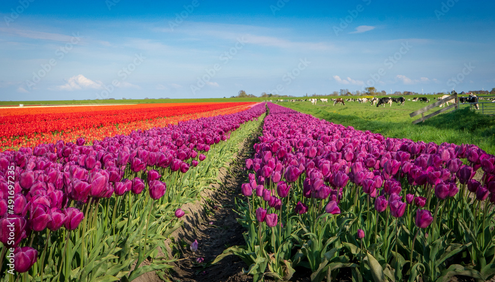 Pola purpurowych tulipanów. Wiosenne kwiaty, w oddali pasące się krowy. Wiejski krajobraz w piękny słoneczny dzień. - obrazy, fototapety, plakaty 