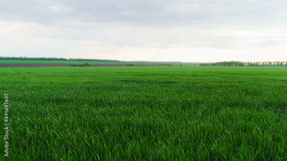 Green young agriculture countryside fields