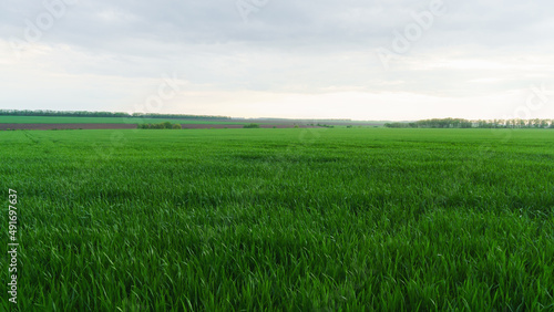 Green young agriculture countryside fields