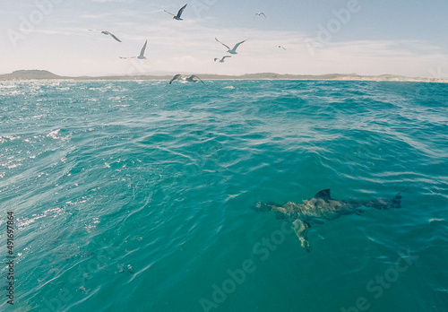 The great white shark swimming around the boat. 
