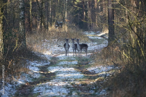 Fototapeta Naklejka Na Ścianę i Meble -  Trzy sarny stoją na lesne drodze