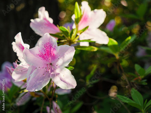 Photography Blooming pink and white azalea flowers with natural green background