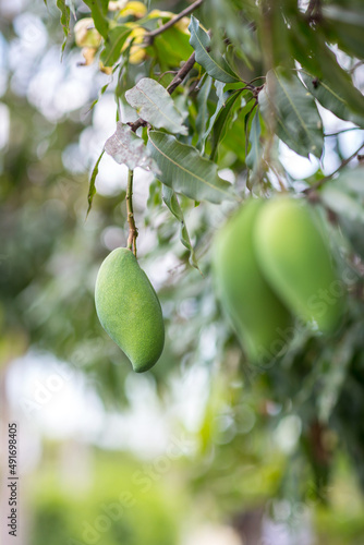 Green mango hanging  mango field  mango farm. Agricultural concept  Agricultural industry concept. Mangoes fruit on the tree in garden  Bunch of green ripe mango on tree in garden. Selective focus