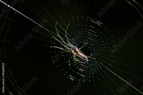 Spider on the web with a black background