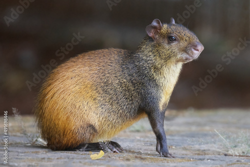 Brown agouti on the ground