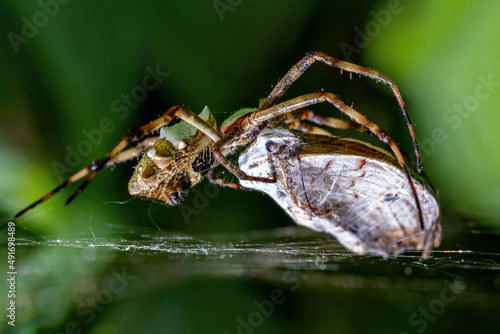 Spider eating a buttlerfly on the Spiderweb photo