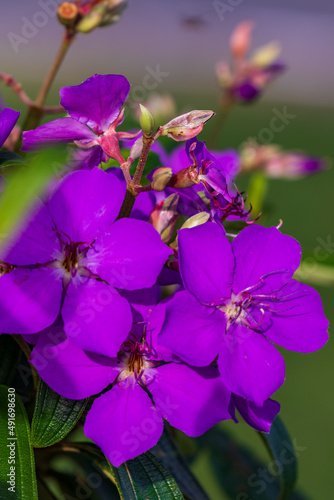 Flores roxa da Quaresmeira - Tibouchina granulosa. photo