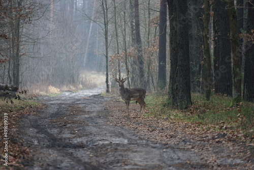 Fototapeta Naklejka Na Ścianę i Meble -  Samiec daniela (sarna) stoi na lesnej drodze