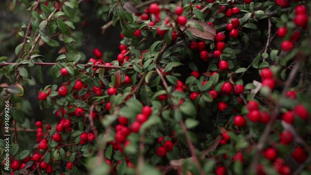 bush of red berries in the garden in autumn bush of red berries in the garden in autumn
