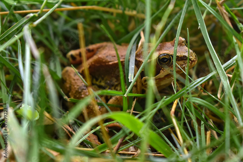 Fototapeta Naklejka Na Ścianę i Meble -  beautiful frog sitting on the grass in the summer