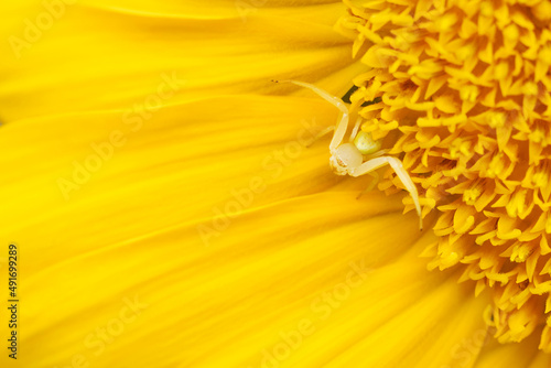 Spider hidden on a sunflower
