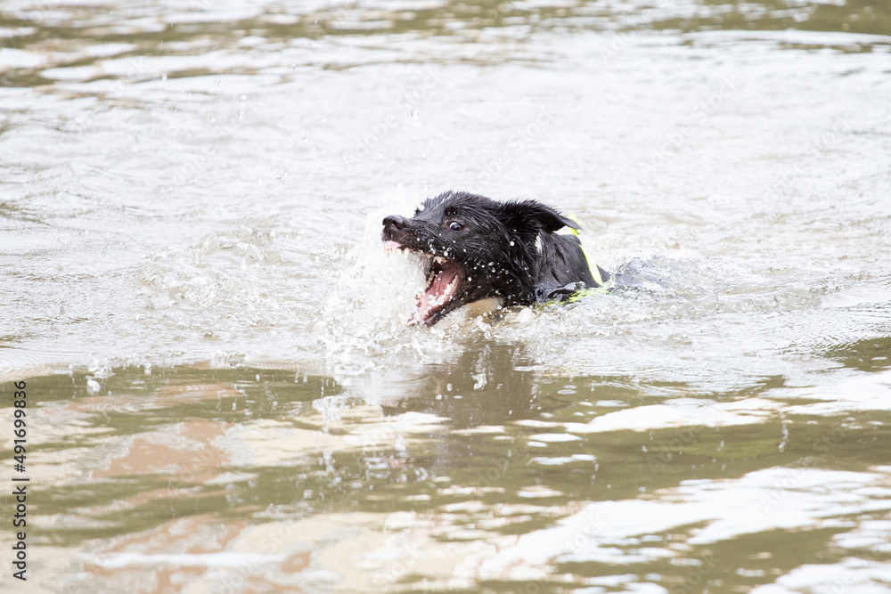 A dog playing on the water A dog playing on the water