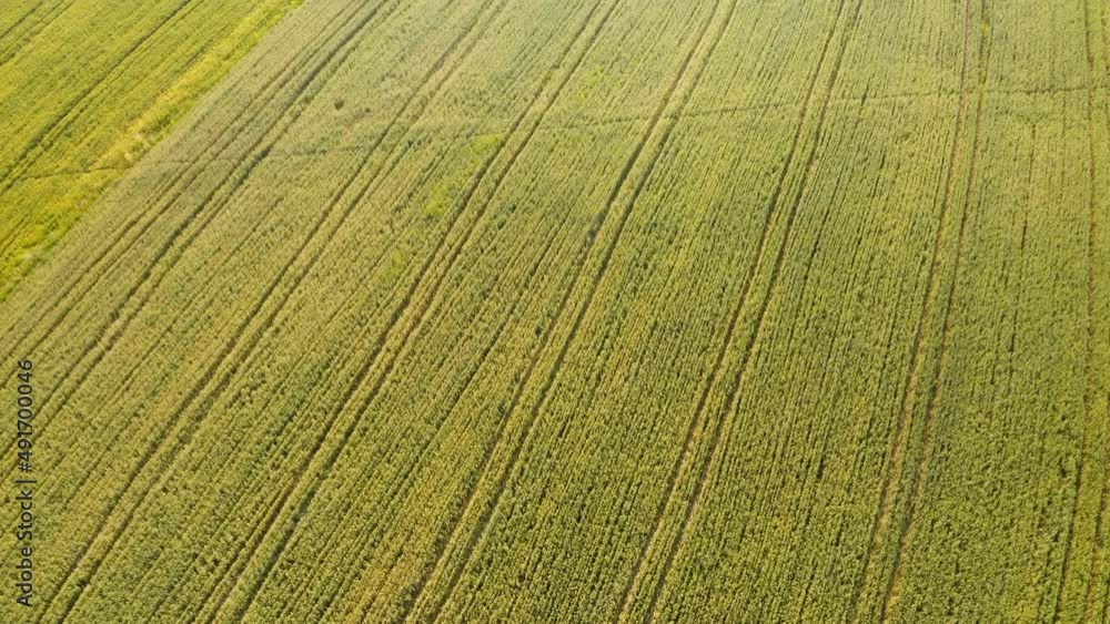 Green wheat field from a bird's eye view on a summer sunny day. Filmed in UHD 4k video. Green wheat field from a bird's eye view on a summer sunny day. Filmed in UHD 4k video.