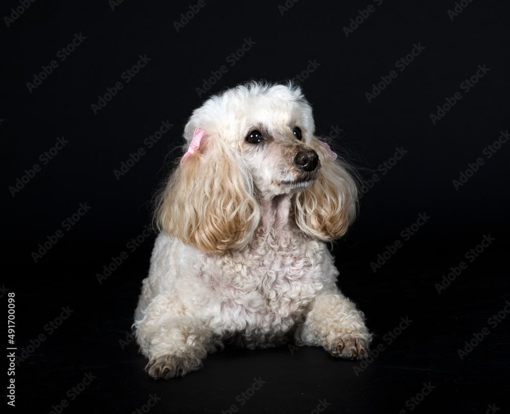 poodle in studio poodle in studio