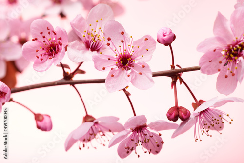 Single pink cherry blossom branch with pink flowers and buds. Macro shot of almond blossom or sakura branch with pink flowers, leaves and petals. Shallow depth of field and soft focus.