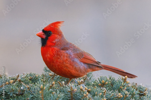 Male Red Northern Cardinal © Leena