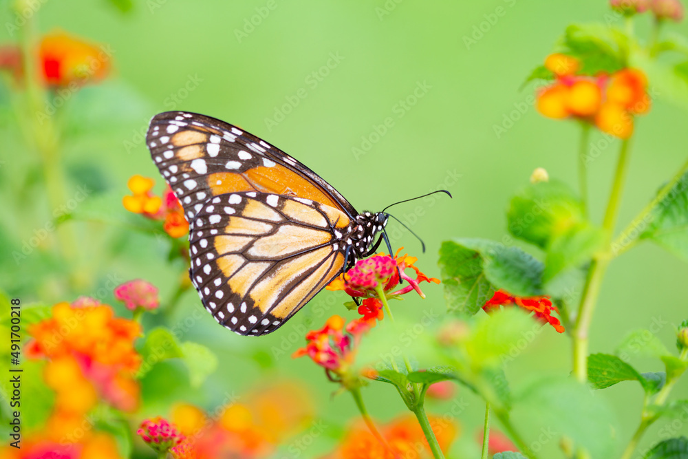 A monarch butterfly on the colored flowers A monarch butterfly on the colored flowers