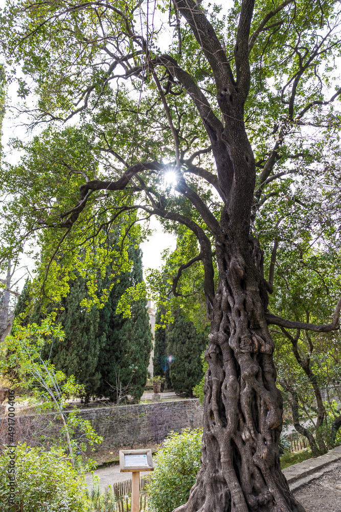 Tronc torturé et noueux d'un phillyrea latifolia, dit Tronc torturé et noueux d'un phillyrea latifolia, dit