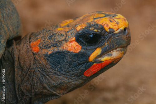 red-footed tortoise on the ground