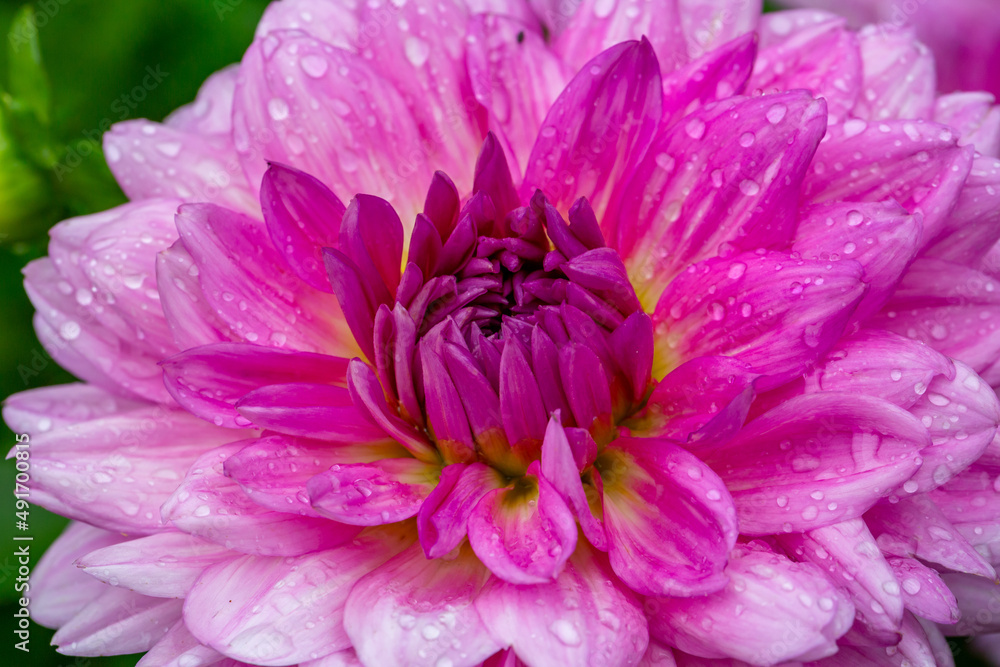 Blooming pink dahlia in drops of rain macro photography on a summer day. Garden dahlia with water drops on a bright pink petals closeup photo in summer. Pink flower on a rainy day. Blooming pink dahlia in drops of rain macro photography on a summer day. Garden dahlia with water drops on a bright pink petals closeup photo in summer. Pink flower on a rainy day.