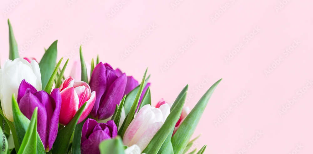 Obraz premium Beautiful romantic bouquet of pink, purple and white tulips on a pale pink background.