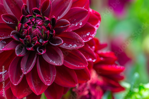 Blooming dark red dahlia in drops of rain macro photography on a summer day. Garden dahlia with water drops on a dark red petals closeup photo in summer. Garden flower on a rainy day.	