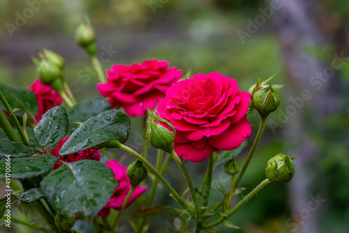 Wallpaper Mural Blooming red rose flower macro photography on a sunny summer day. Garden rose with red petals close-up photo in the summertime. Scarlet rosa floral background.	 Torontodigital.ca